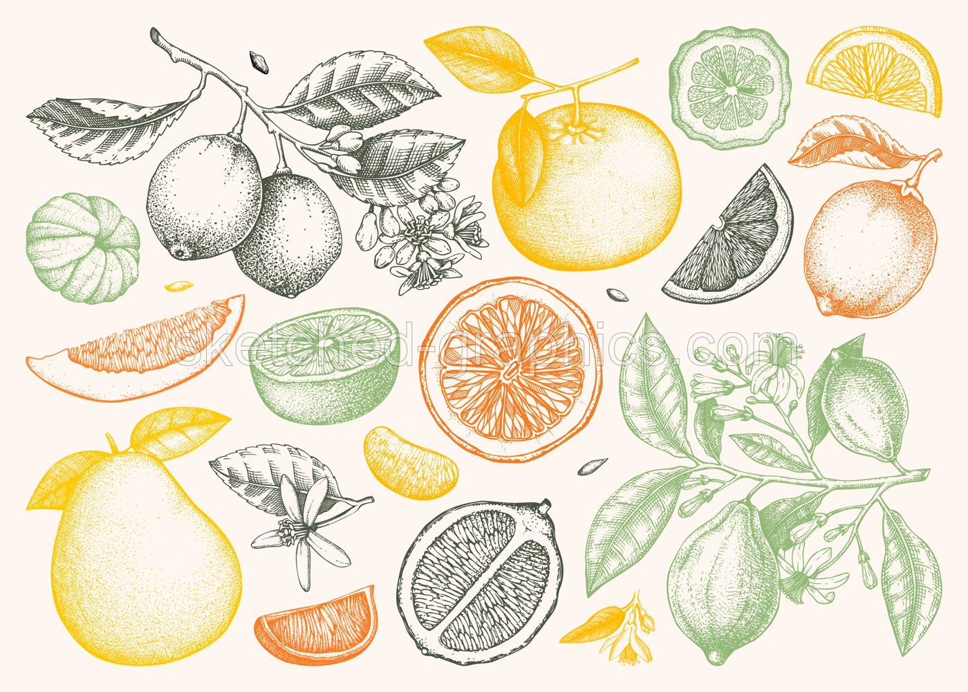 Citrus fruit hand drawn vector illustrations. Healthy food sketches. Summer design element. NOT AI generated Illustration